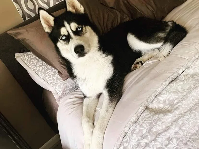 Apple Country Huskies