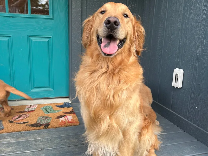 Apple Country Retrievers