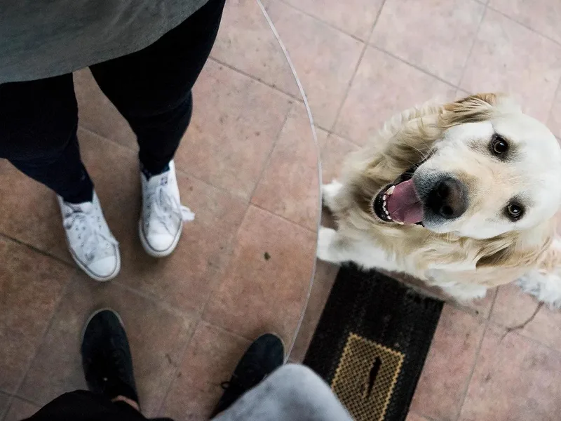 Apple Dumpling Retrievers