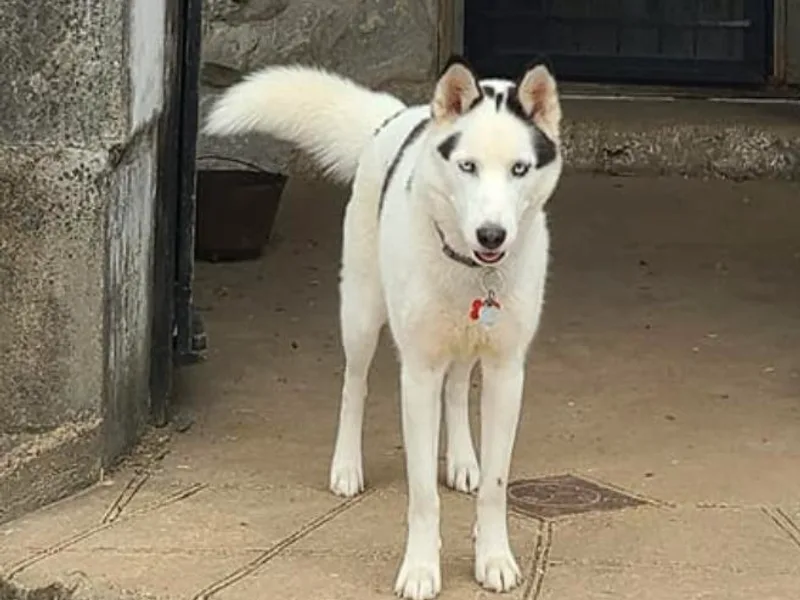 Apple Oak Castle Siberians