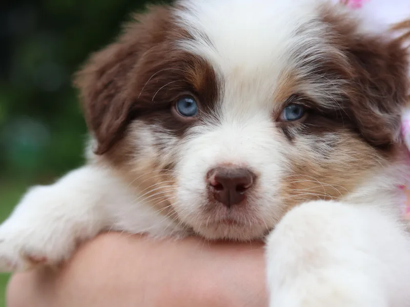 Apple Ridge AKC Aussies