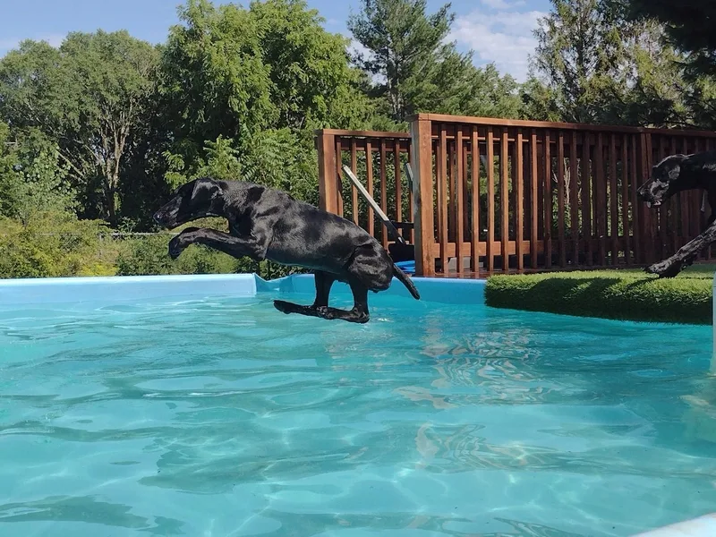 Apple River Working Dogs
