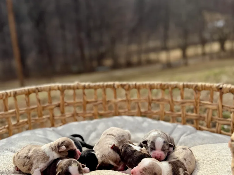 Apple Tree Mini Aussies