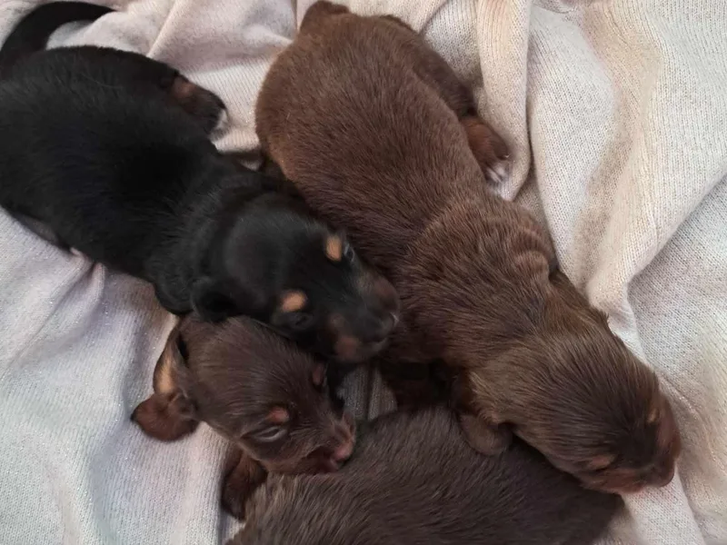 Apple Valley Dachshunds