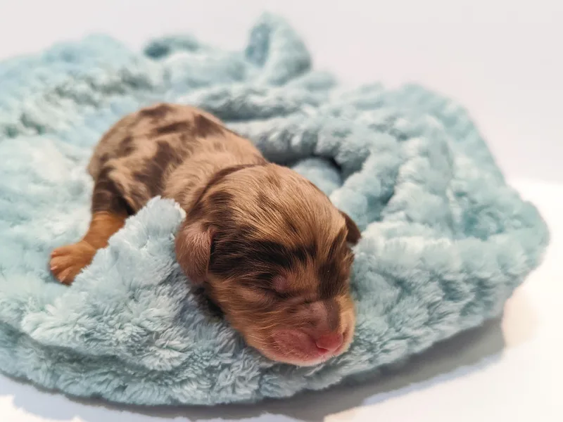 Appleblossom Aussiedoodles