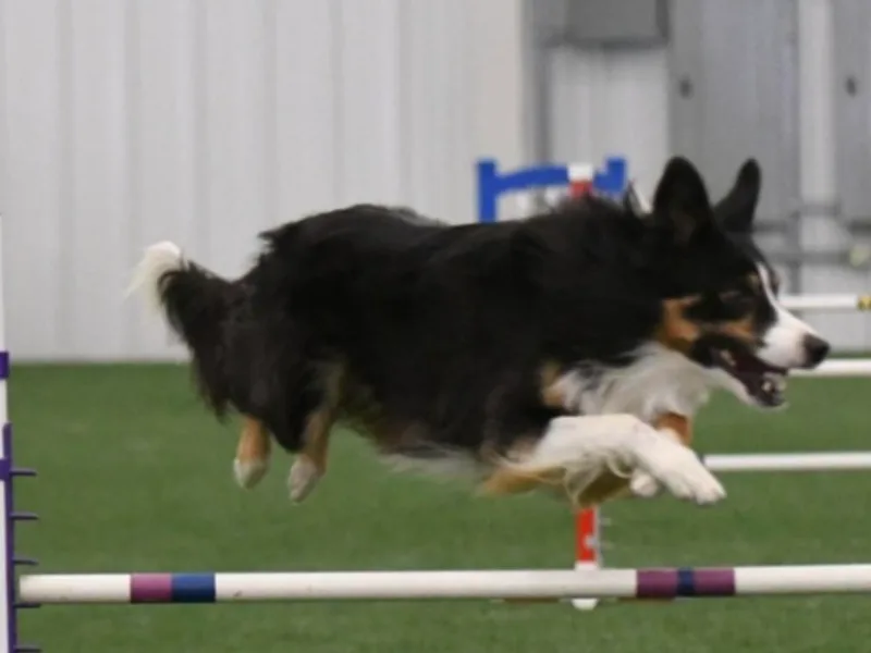 Applegarth Border Collies