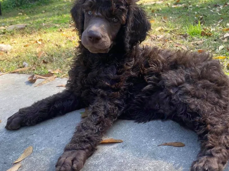 Après Argent Poodles