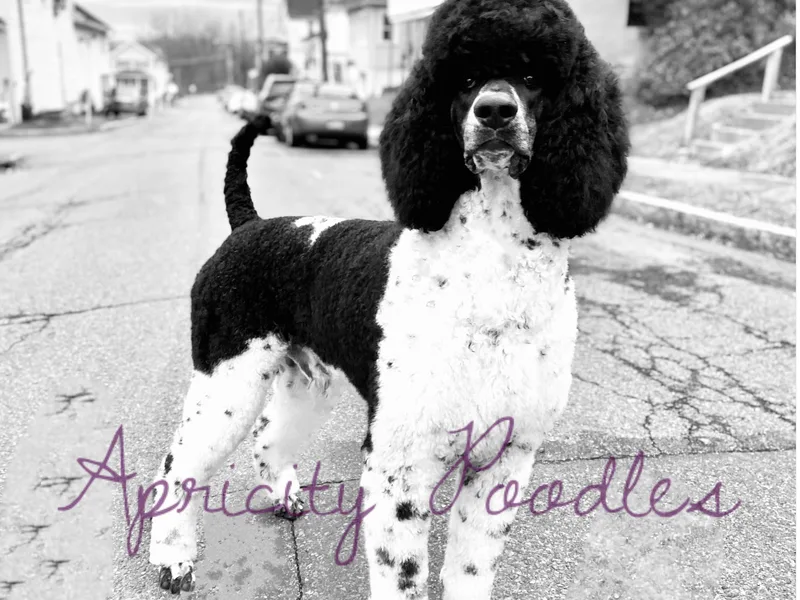 Apricity Poodles