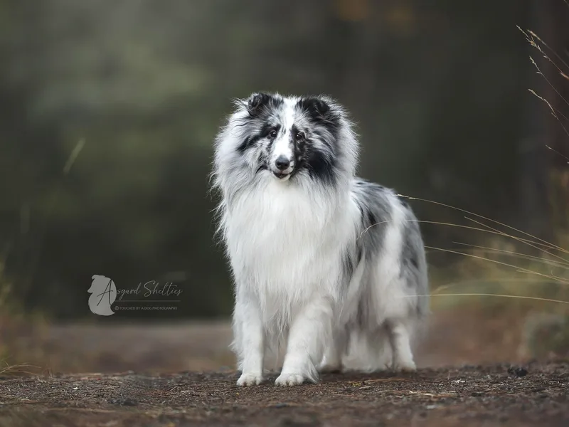 Apricity Shetland Sheepdogs