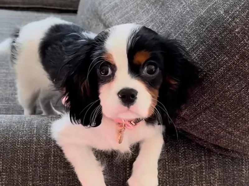 Apricot Roots Doodles