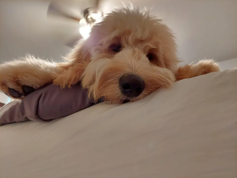 April Bonine's Goldendoodles