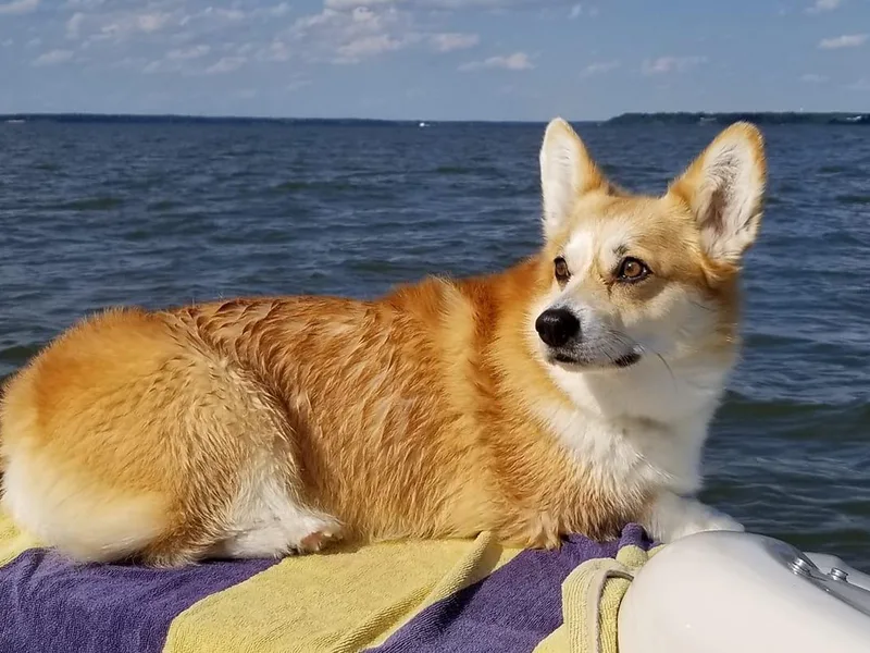 April Hancock's Pembroke Welsh Corgis