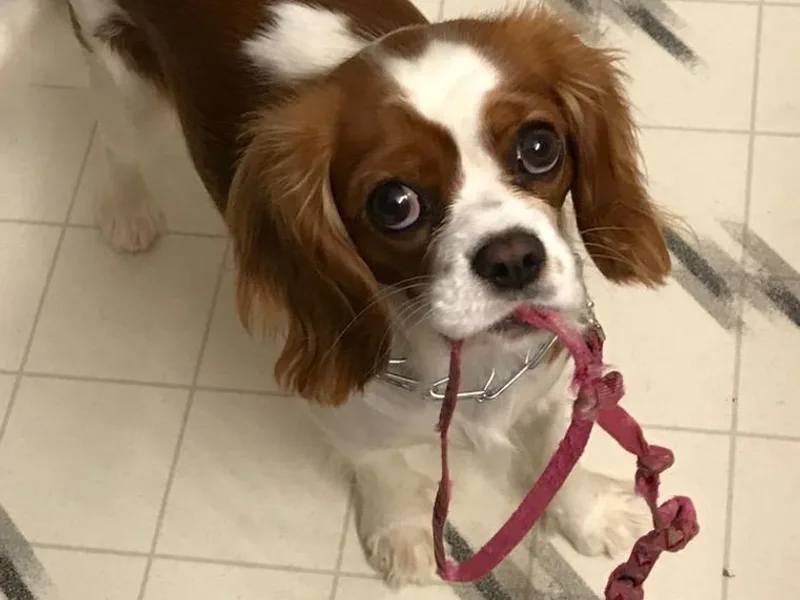 April’s Cavaliers/Cavapoos