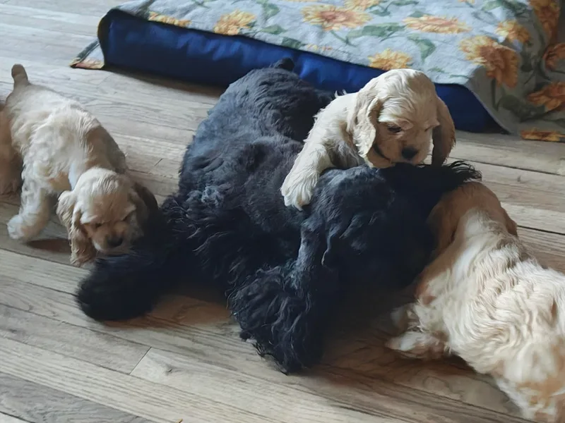 April's Cocker Spaniels
