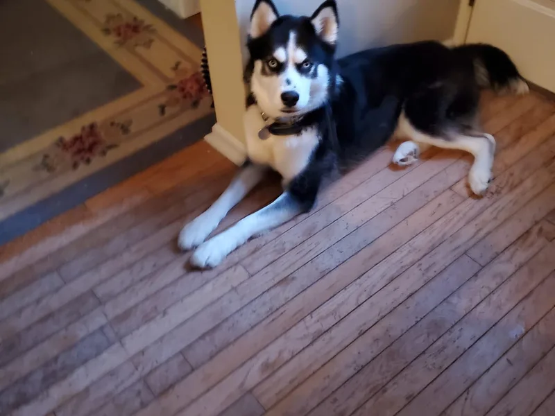 April's Siberian Huskies