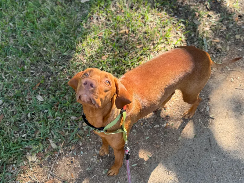 April's Vizslas