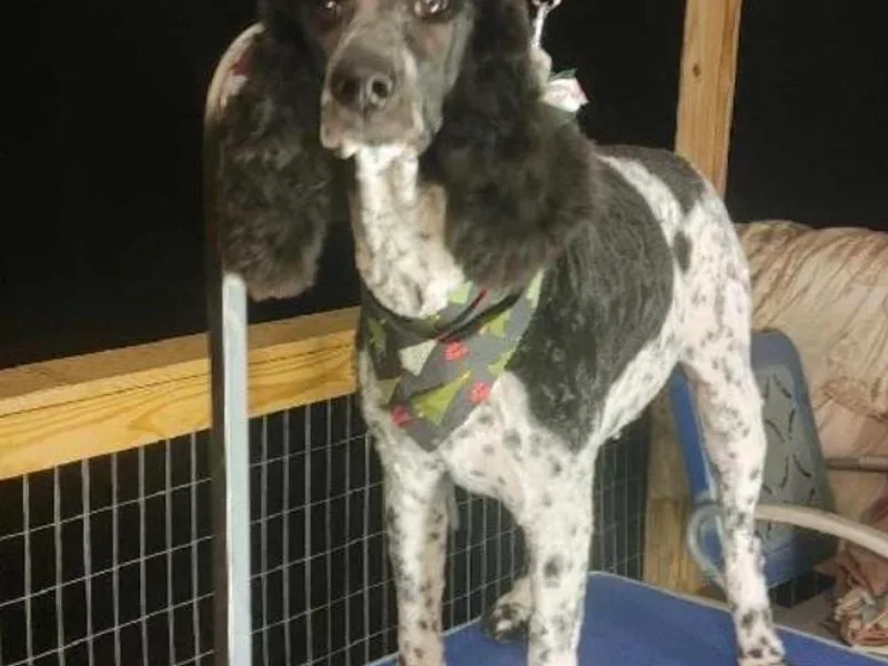 April Watson's Poodles