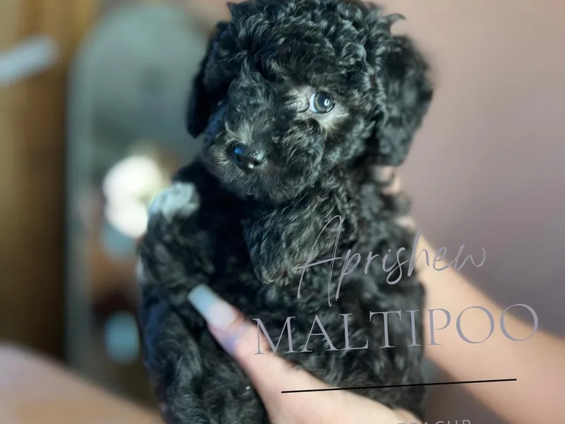 Aprishew Maltipoo photo 1