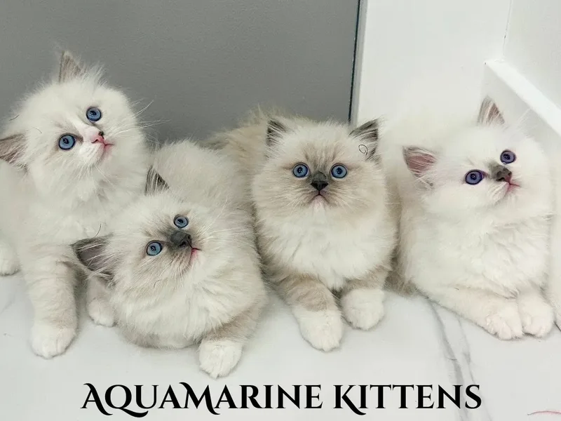AquamarineRags