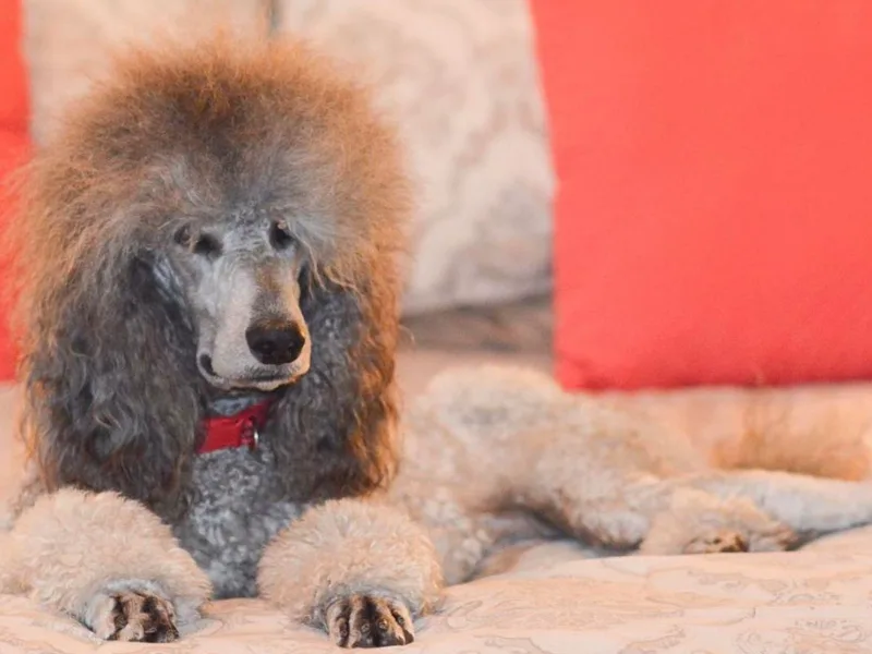 AR River Valley Standards