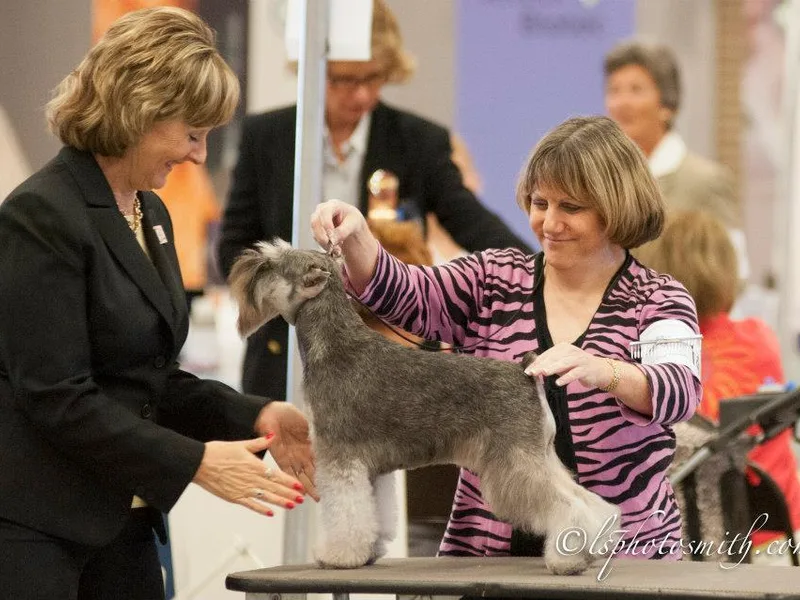 Aragon Miniature Schnauzers