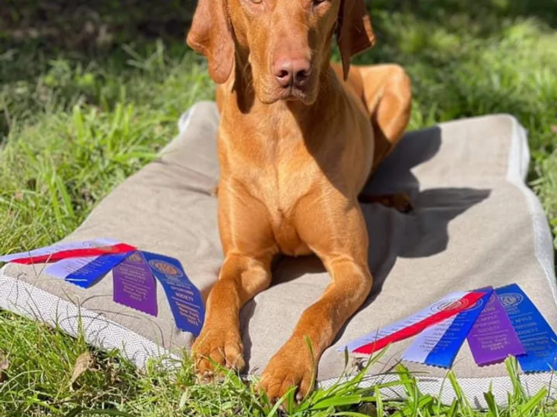 Arailek Vizslas