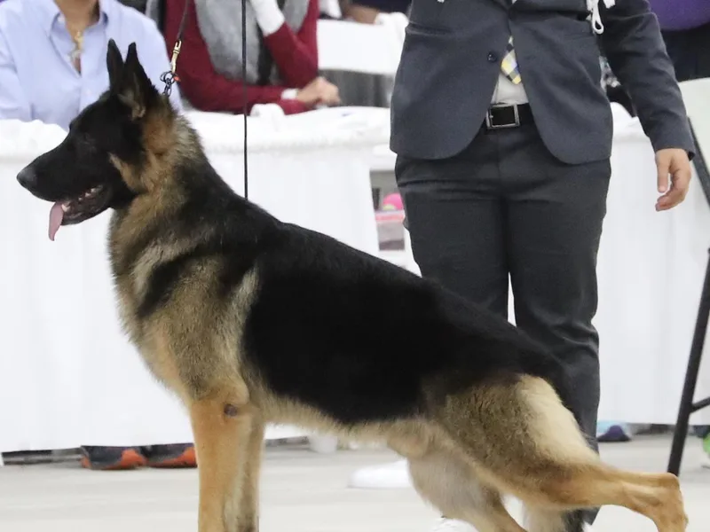 Aramist Enterprises &amp; Kennels