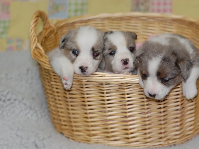 Aramora Cardigan Welsh Corgis
