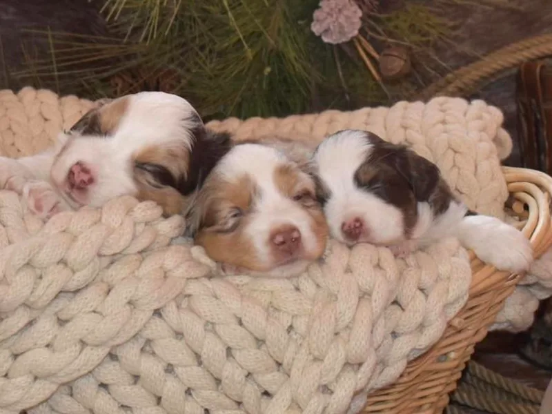ARanchin’ Mini Australian Shepherds