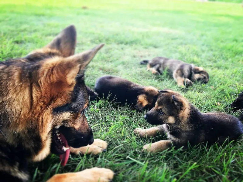 Arbeitshunde German Shepherds