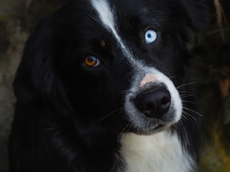 Arbor hill Australian Shepherds
