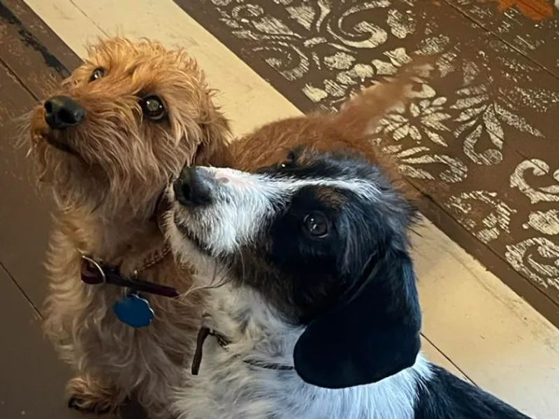 Arbor Hill Dachsunds