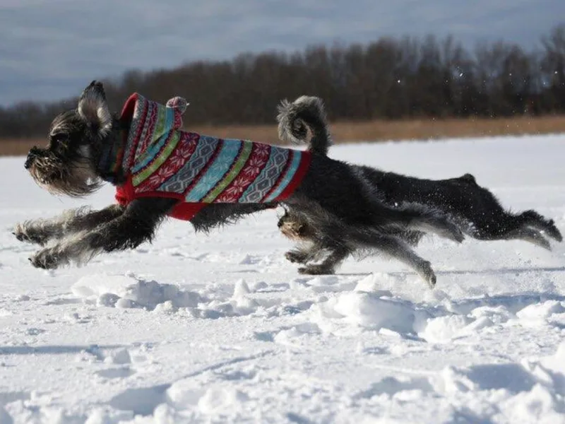 Arbor Standard Schnauzers photo 1