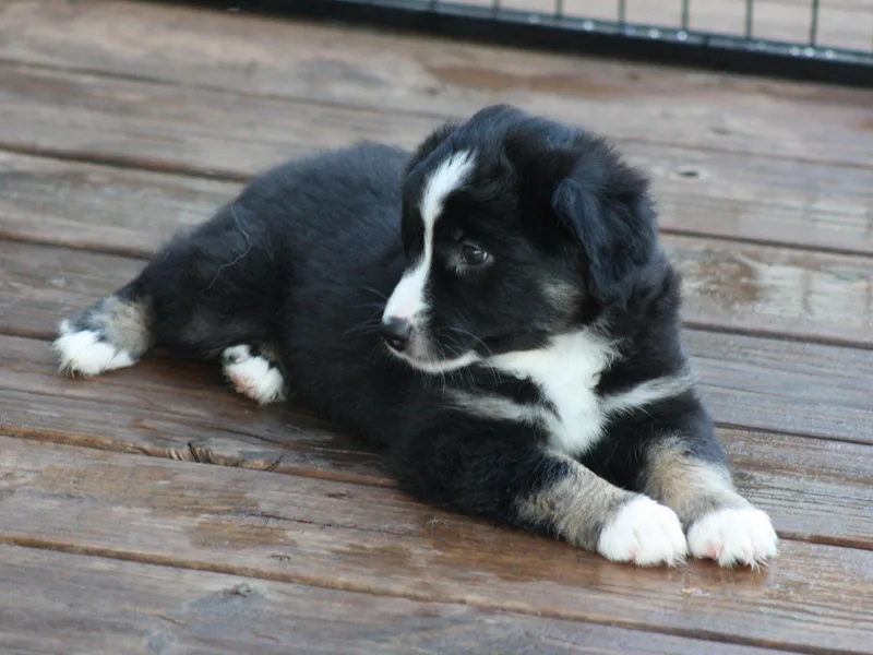 Arbuckle’s Lookin Good Aussies (LGA)