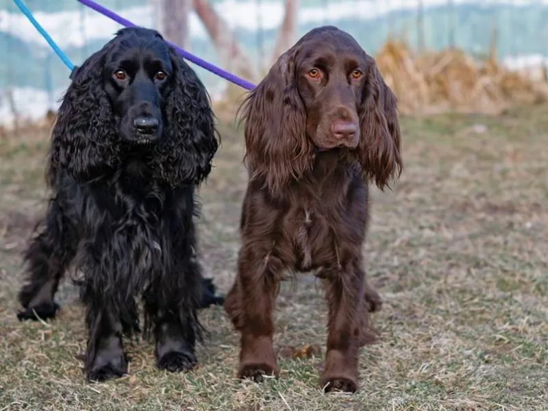 Arcadia Field Spaniels photo 1
