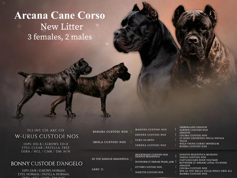 Arcana Cane Corso