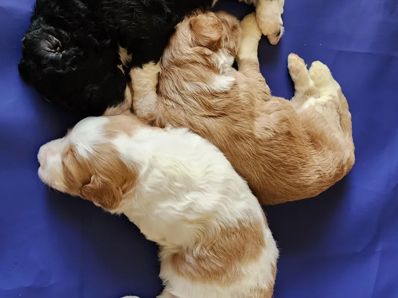 Archee and Roxee's Puppies