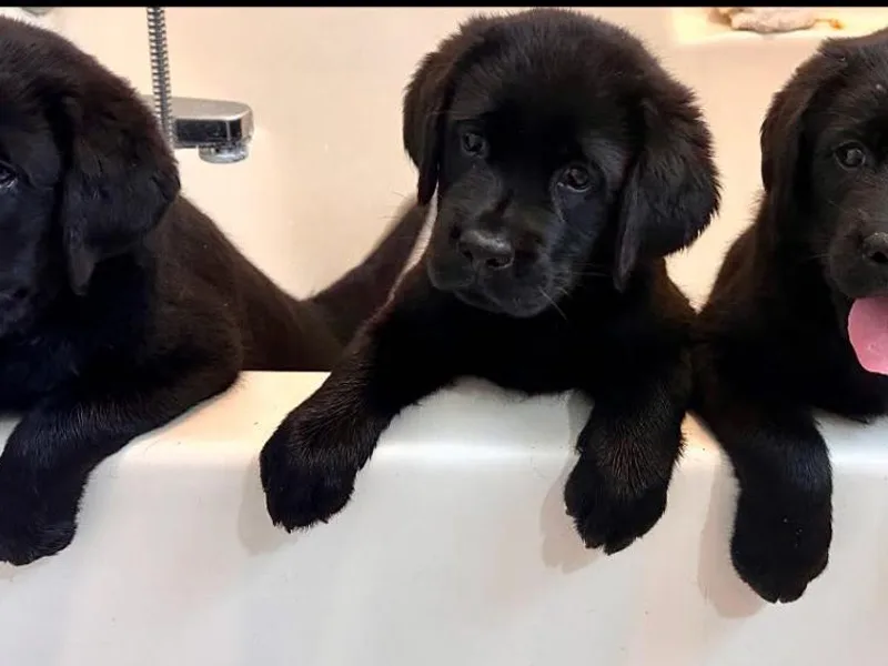 Archer Lodge Labradors