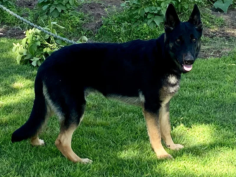 Archie and candace hall