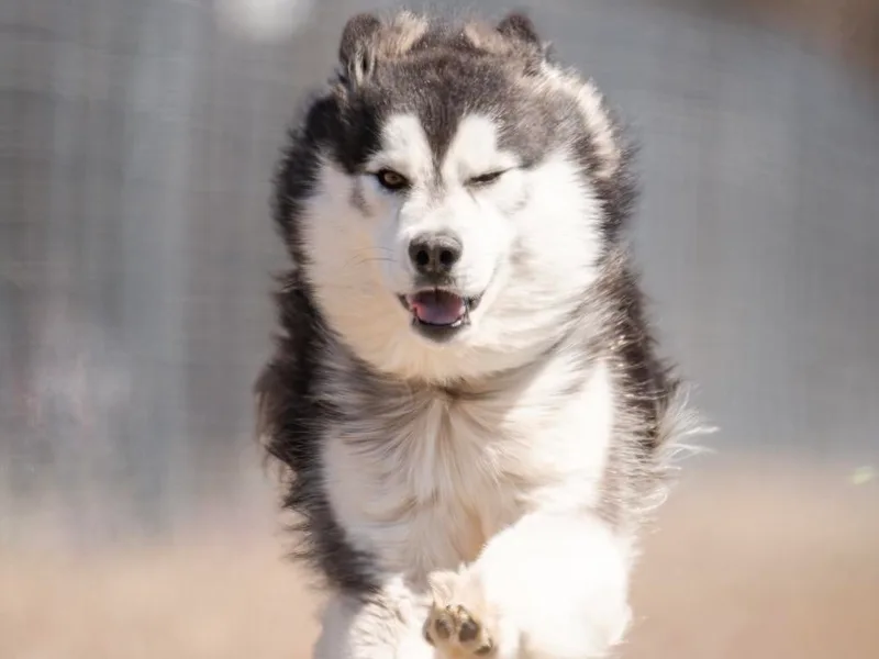 Arctic Circle Kennels