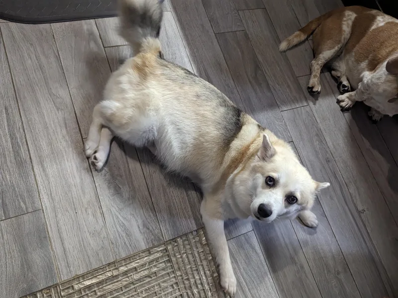 Arctic Cream Fluff Pomsky photo 1