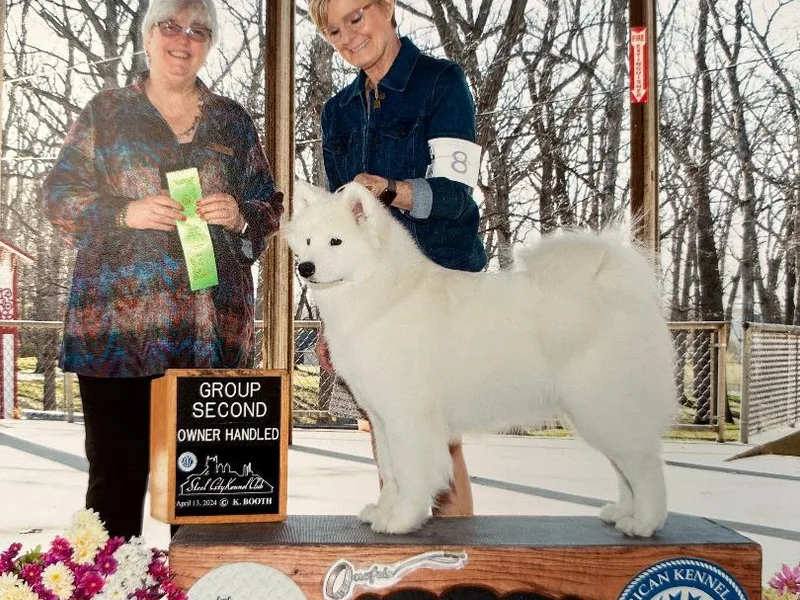 Arctic Edge Samoyeds