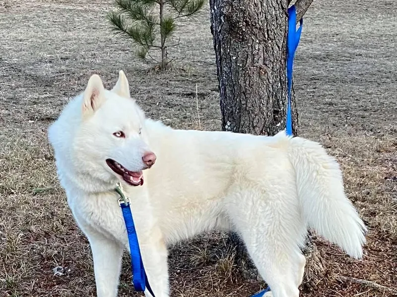 Arctic Fusion Kennels