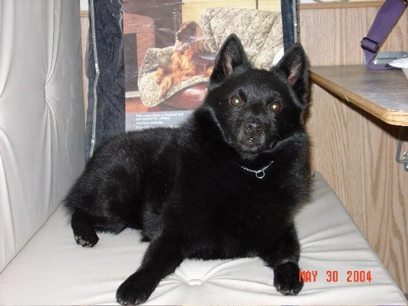 Arctic Gold Schipperkes photo 1