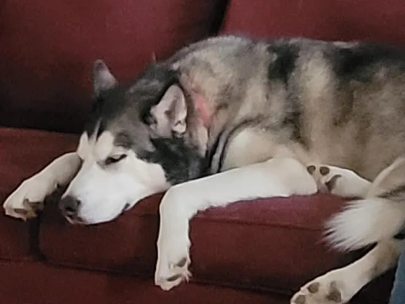 Arctic Hearts Kennel