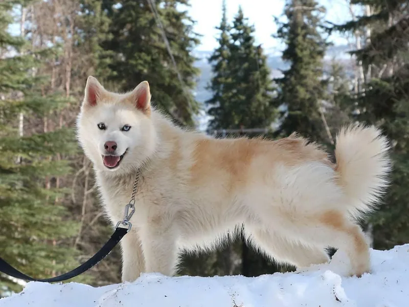 Arctic Kennels (Pomskies, Akitas &amp; Shibas)
