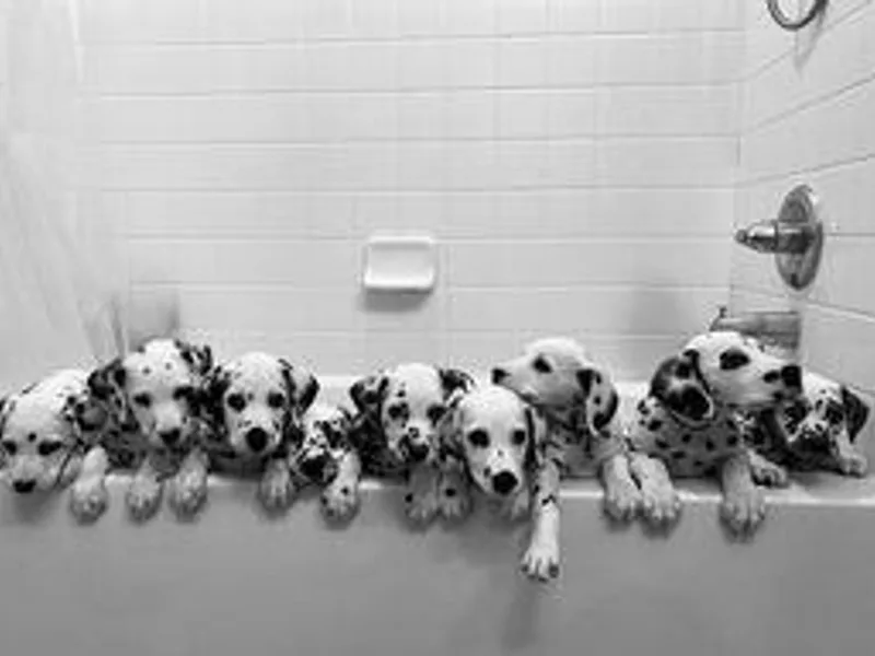 Arctic Ridge Dalmatians