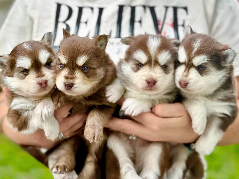 Arctic Star Pomskies