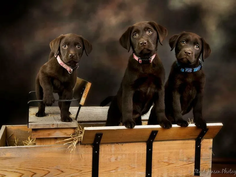 Arctic Texan Labradors
