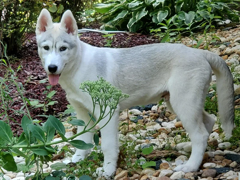 Arctic Tundra Siberians